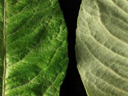 Salix hookeriana. Upper and lower leaf surfaces and margins.
 Image: D. Glenny © Landcare Research 2020 CC BY 4.0